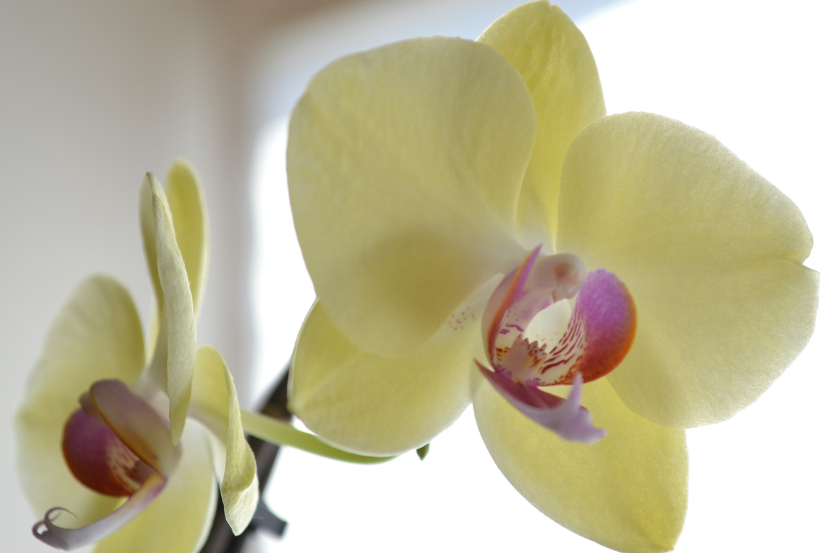 Даже выгорающий цветок смотрится весьма очаровательно