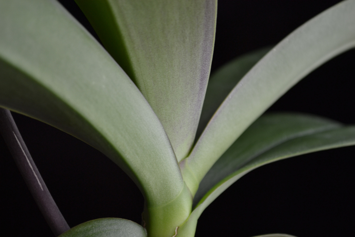 Мне так нравится этот пигмент на листьях!