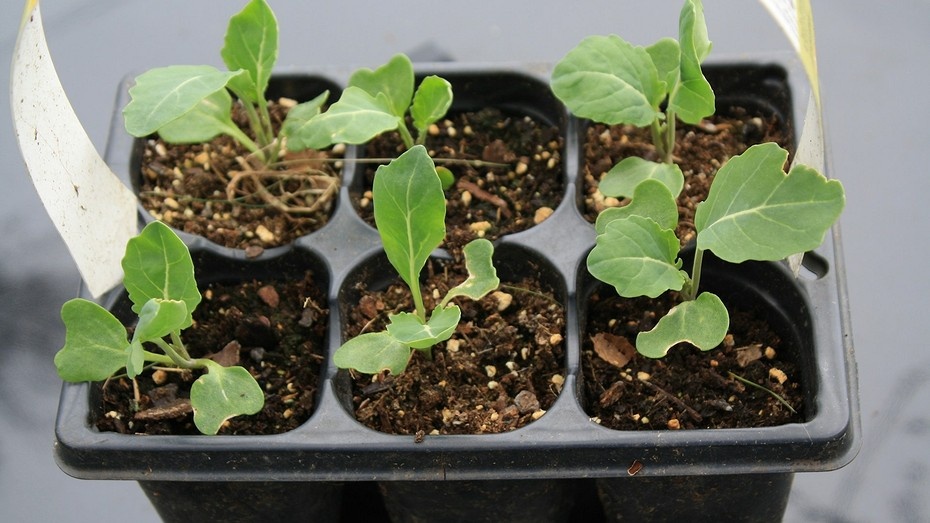 Лунный календарь для огорода на март 2025: что и когда сажать, таблица благоприятных дней