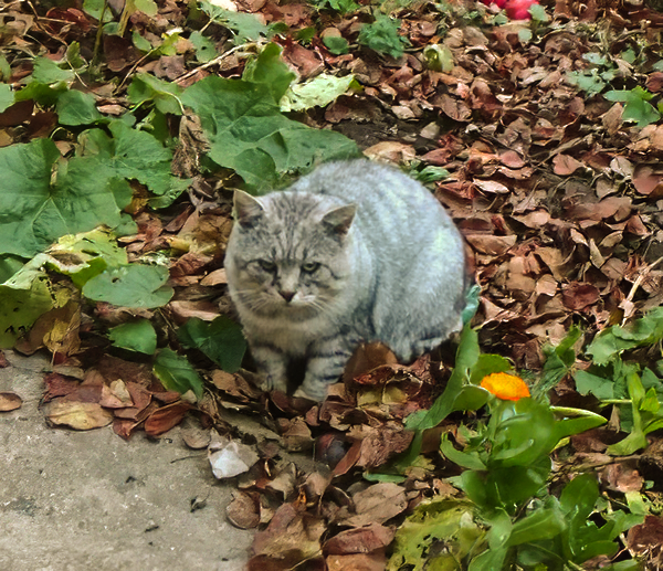 Несчастной судьбы британец Геральт, пожалуй, заслуживает отдельной статьи