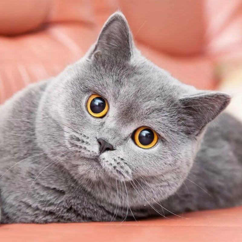 Британская кошка, фото из свободного доступа в интернете