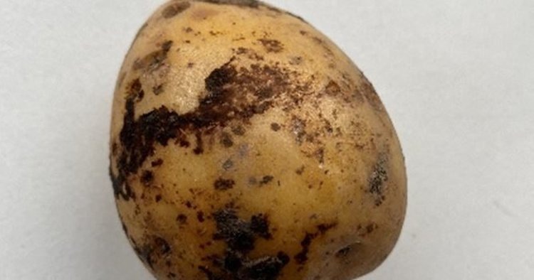    В Карелии 450 тонн картофеля сорта Гала прошли проверку здоровья: результаты