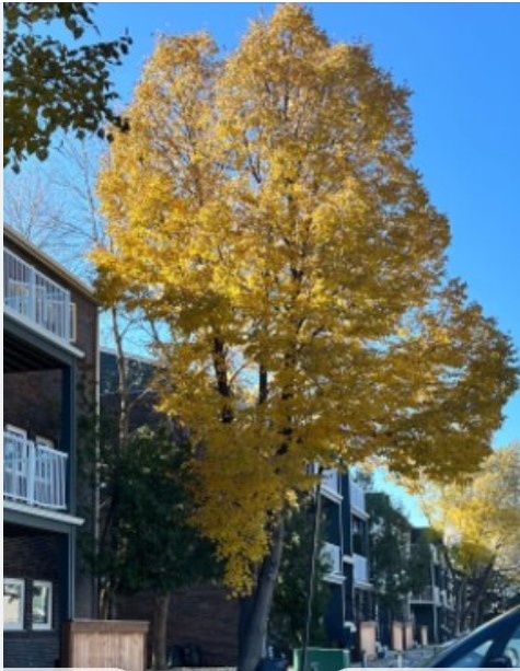 Городская осень. Фото Елены Островской.