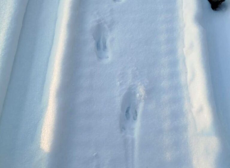    Госинспекторам Бузулукского бора попались на глаза следы пятнистого оленя Андрей Севостьянов