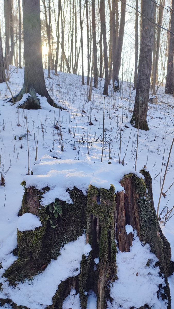 На пне снежная шапка вся искрилась, увы, на фото не видно. ©ElenKa, 2025