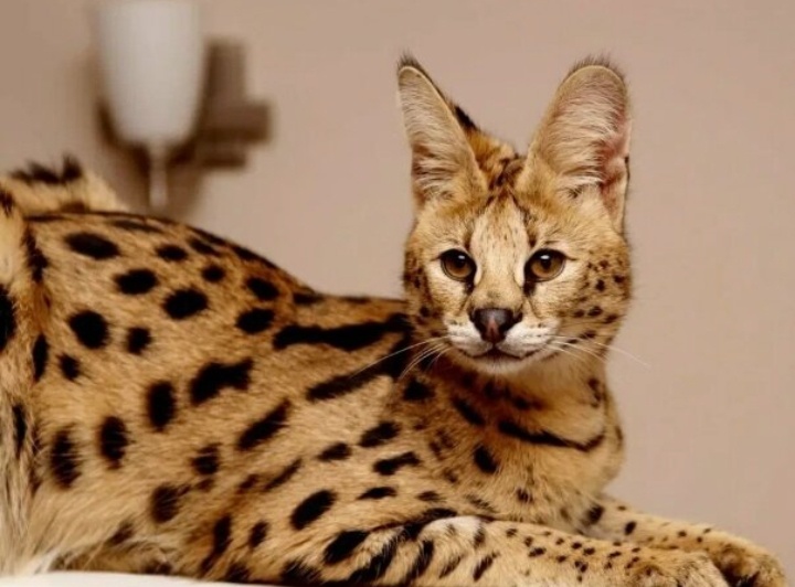 Кошка породы Саванна  