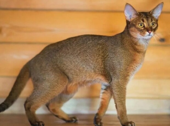 Кошка породы Чаузи