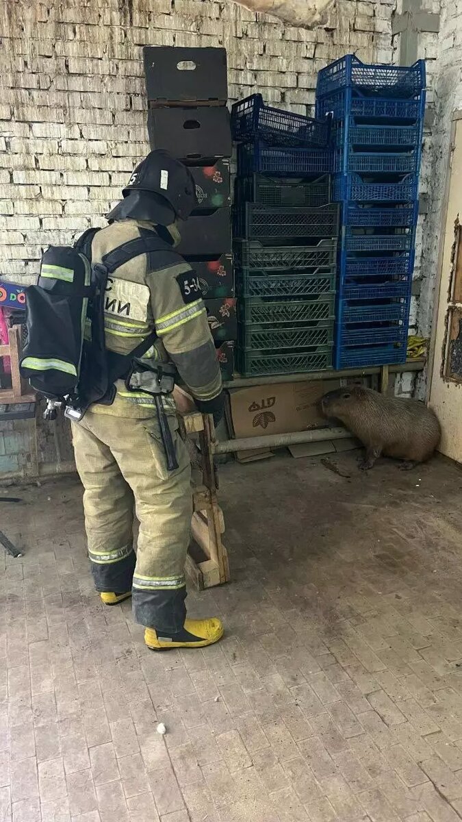     Автор: МЧС РФ