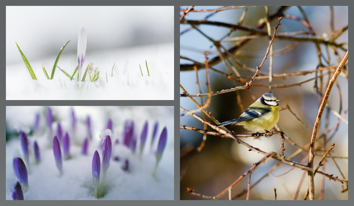 Коллаж/pixabay.com