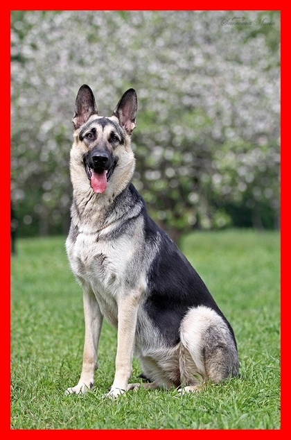 Граф был очень большим и оправдывал свое имя манерами и воспитанием