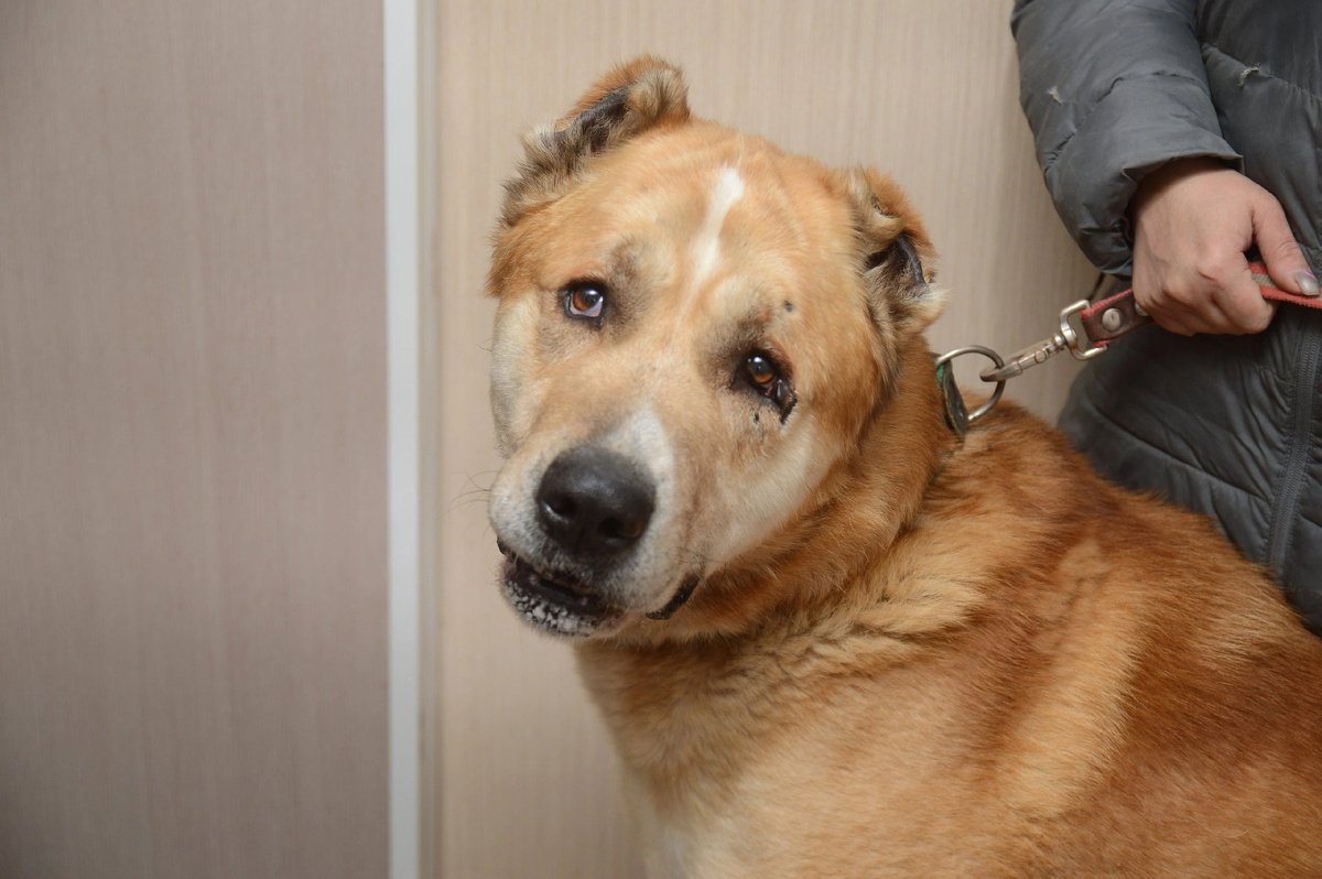 К сожалению собаки не могут сами выбирать себе хозяев