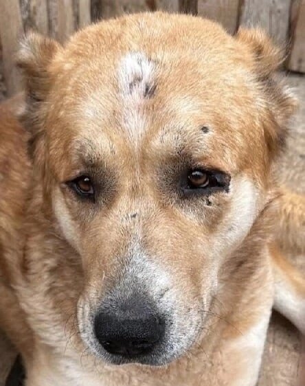 В его глазах столько боли, страшно подумать через что он прошёл