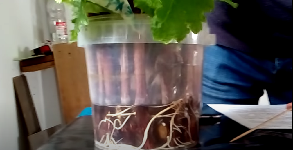 Автономное проращивание корней на черенках винограда по методу Бавария 