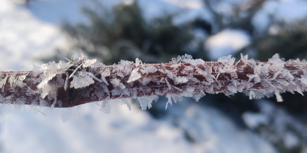 Ответы на вопросы по схеме обработки винограда 2025