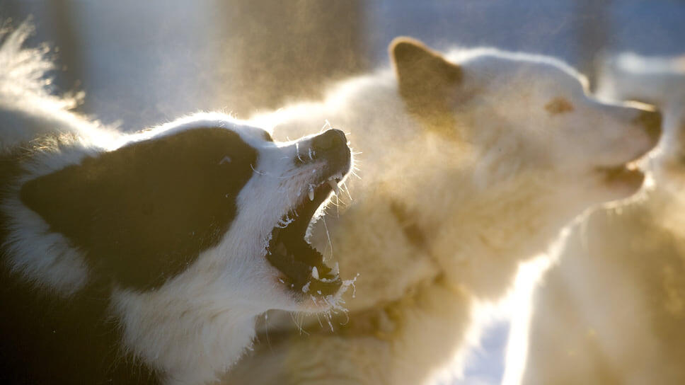 Фото: Влад Некрасов / Коммерсантъ
