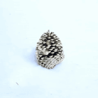 Нашёл шишку -  тащи в дом!