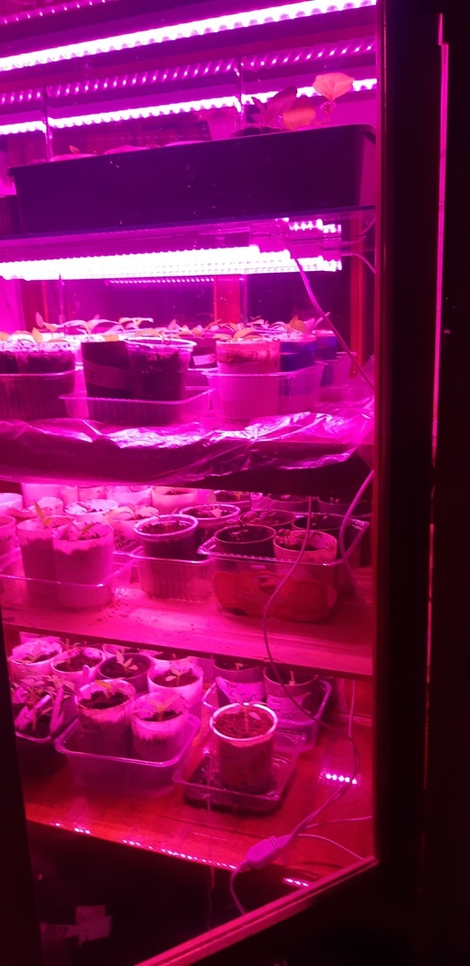 Легким движением руки сервант превращается в тепличку! Справа внизу виден сетевой раветвитель. Полезнейшая штука.