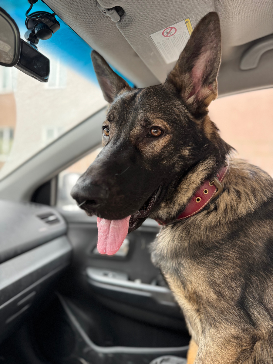 Ичик в машине едет с тренировки 