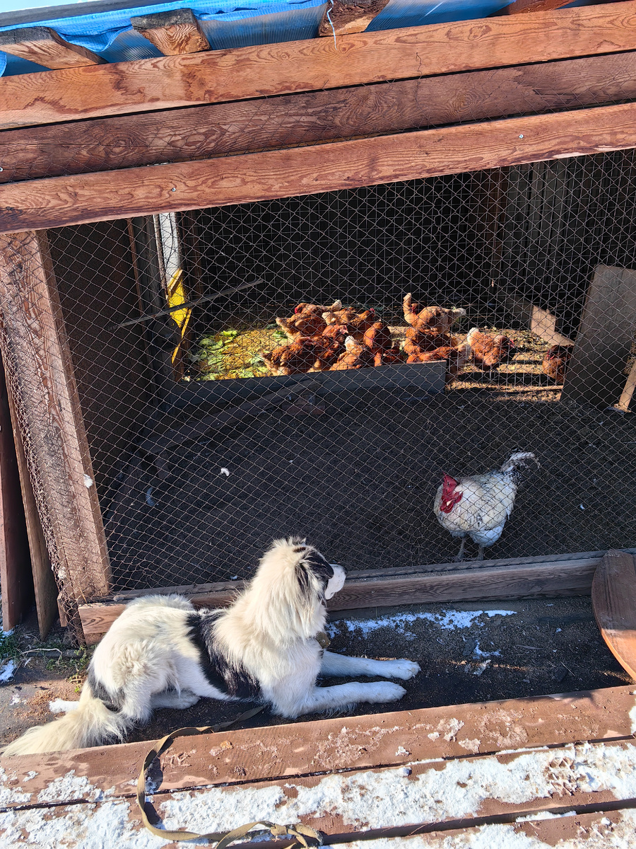 Здесь вот  Петька ещё "целый" 