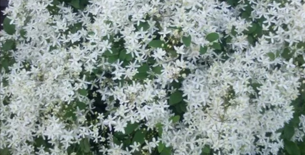 Цветник ленивого садовода. Принцип подборки растений для малоуходного сада.