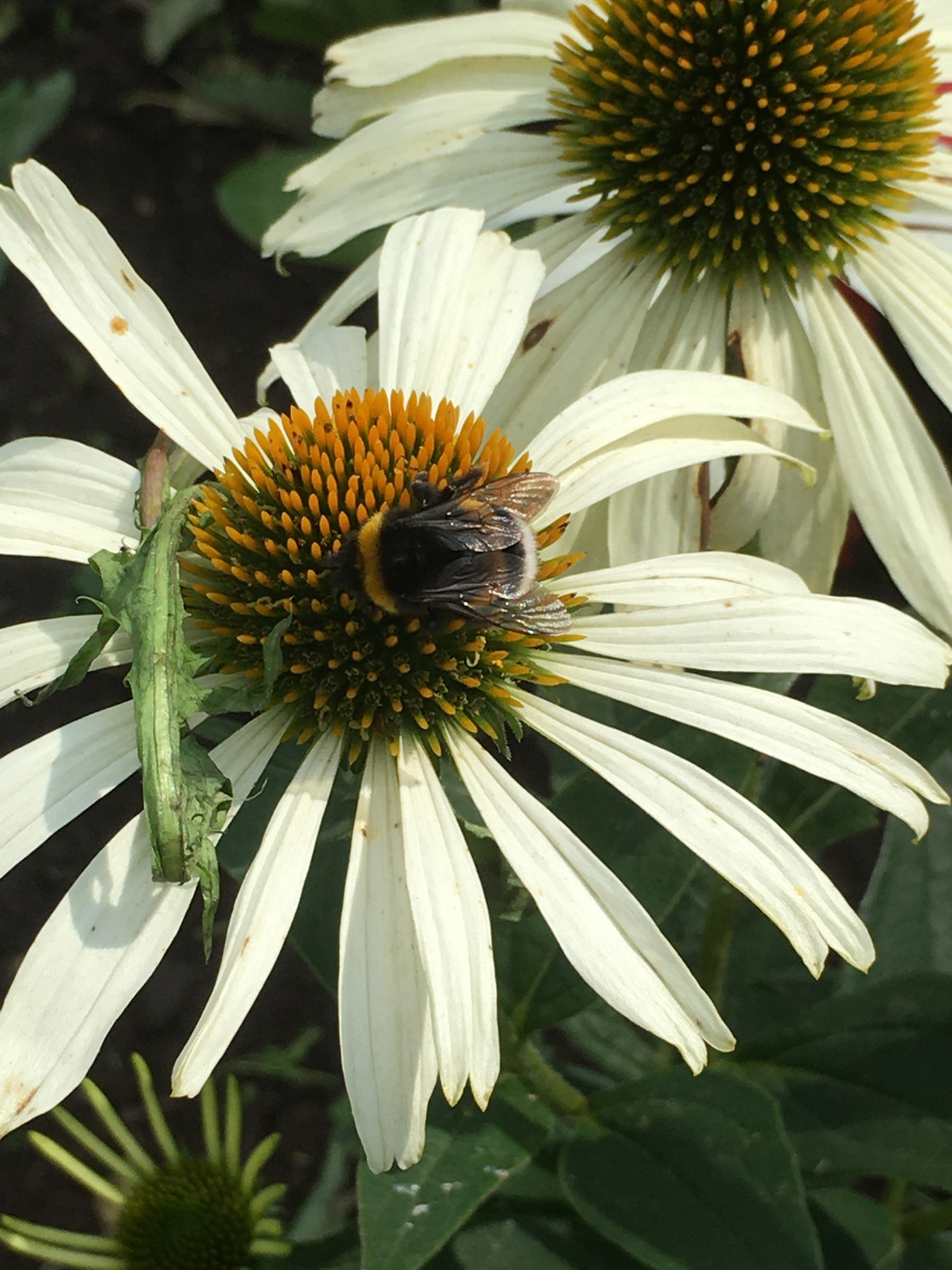 Эхинацея "Белый лебедь"