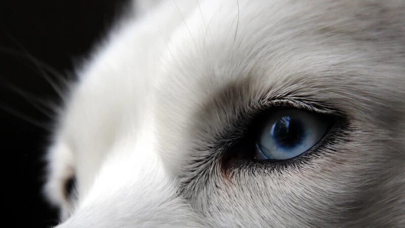     Хаски. Indicator.Ru