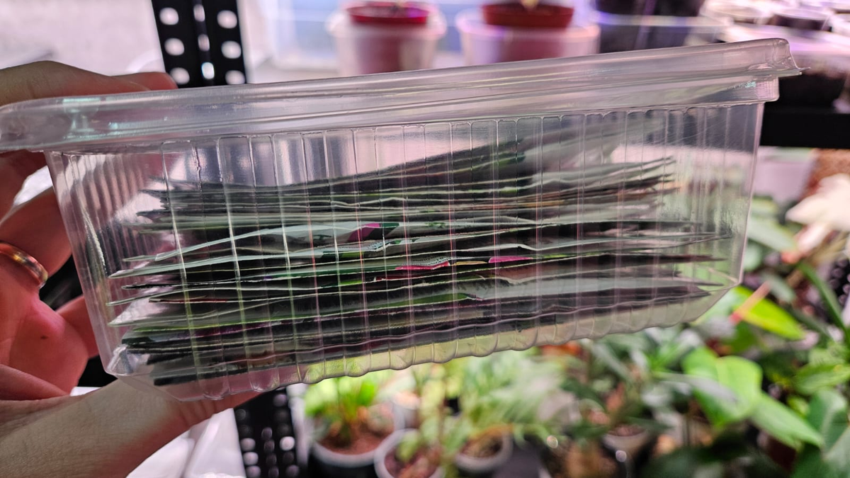 Часть того, что надо было сеять