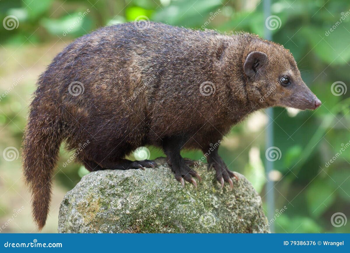 Милашка. Стоковое фото https://ru.dreamstime.com/%D1%81%D1%82%D0%BE%D0%BA%D0%BE%D0%B2%D0%BE%D0%B5-%D1%84%D0%BE%D1%82%D0%BE-%D0%BE%D0%B1%D1%89%D0%B5%D0%B5-kusimanse-obscurus-crossarchus-image79386376