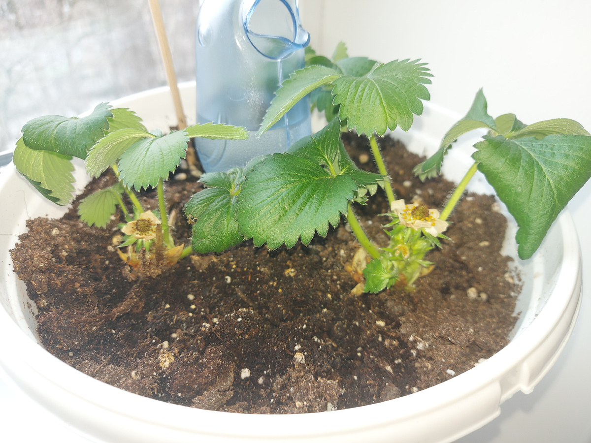 Клубника на подоконнике. Сорт -вьющаяся.