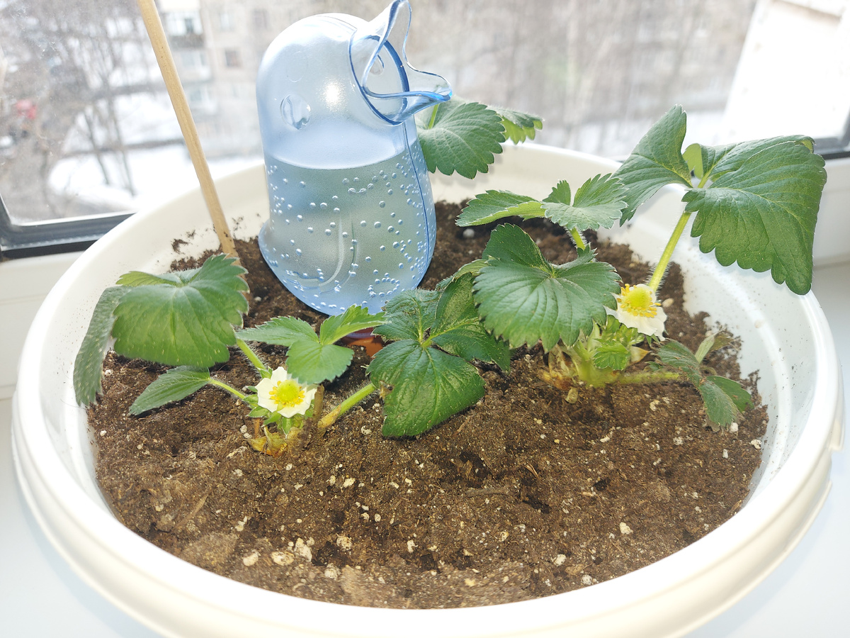 Вьющаяся клубника. Красивые цветочки были.