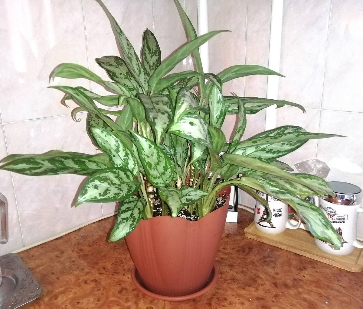 Моя красавица! (фото автора) 