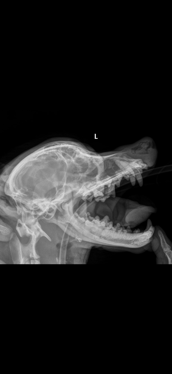 Рентген Тайсона