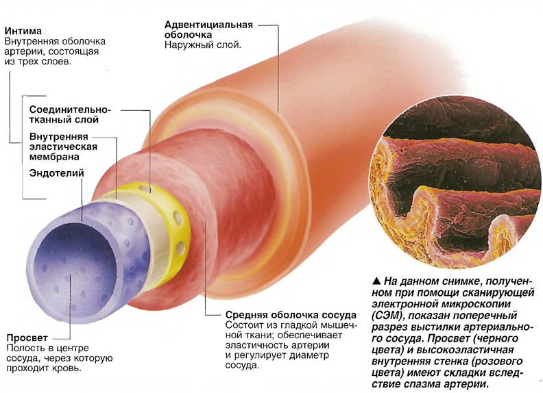 Строение типичного артериального сосуда, источник medsest.ru	Close
