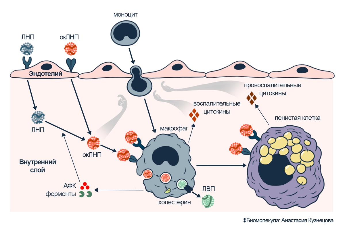 Все описанное выше, но в картинке.