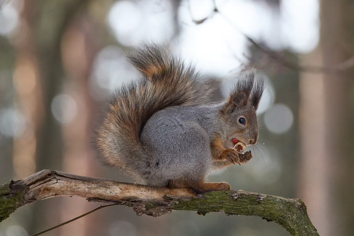 Гвоздь программы моей прогулки - это белки в разных ракурсах