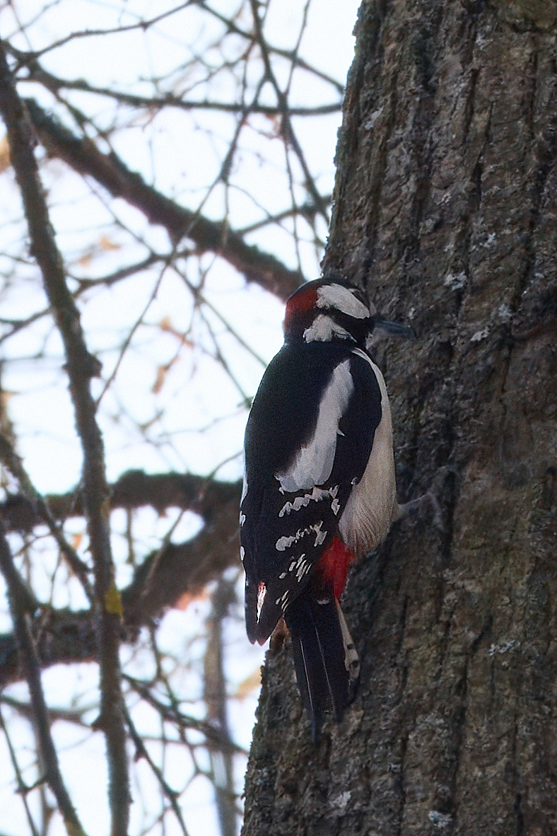 Большой пестрый дятел