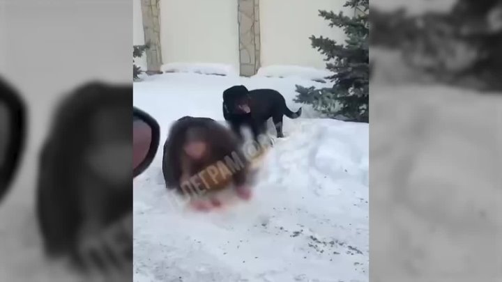    Мать закрыла телом ребенка, когда на них напал озверевший ротвейлер