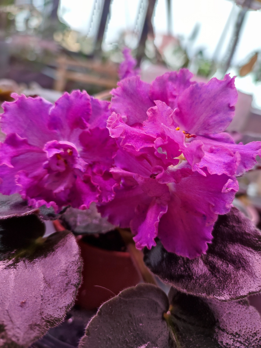 Фиалки на подоконнике клиента