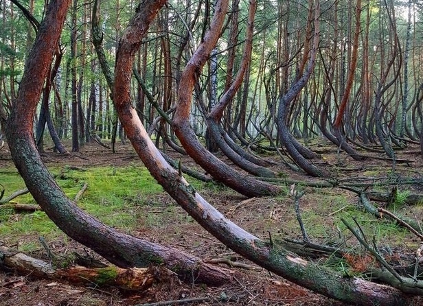 Свободный доступ. яндекс картинки.