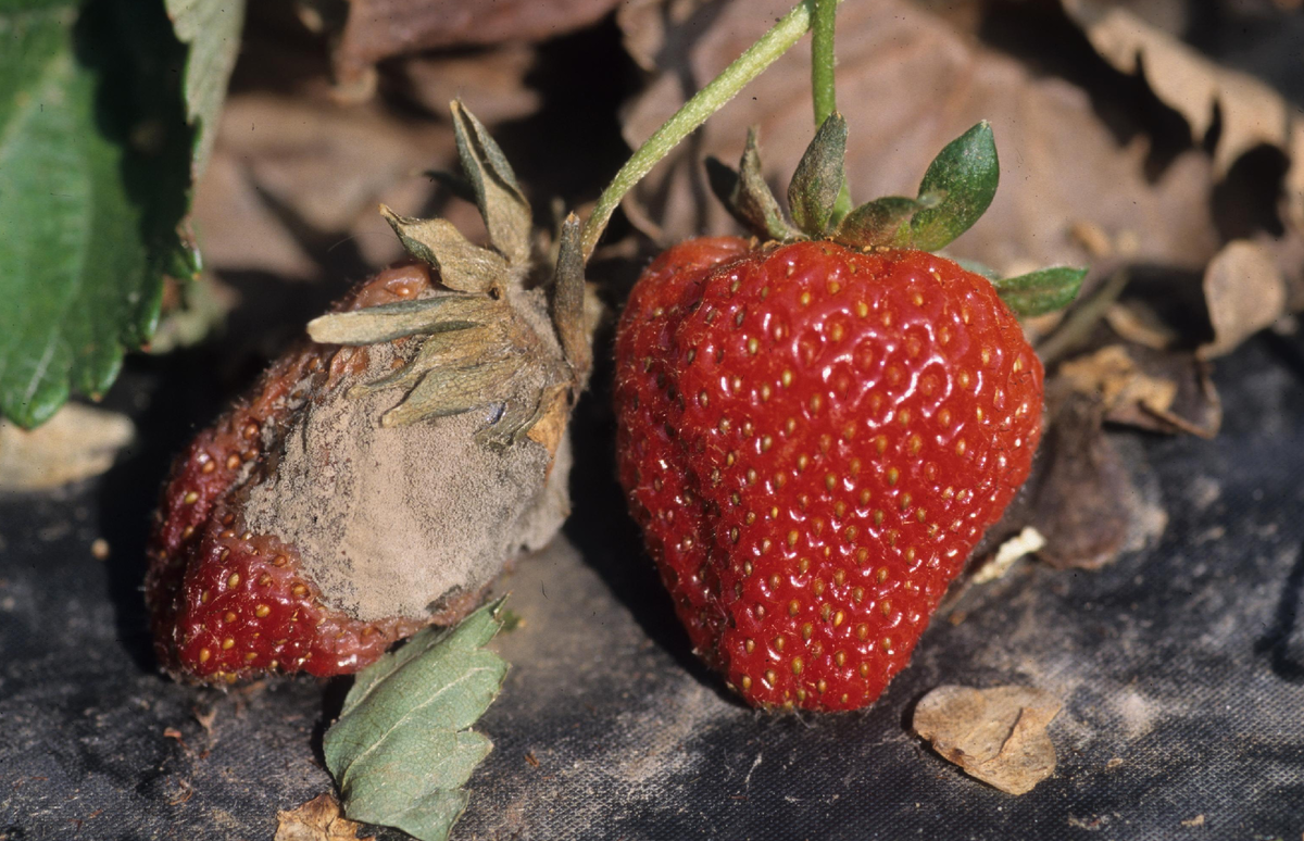 Фото: moyduster.ru