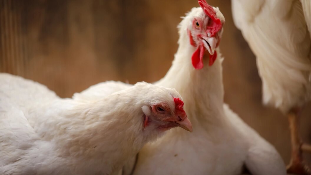    Фото: Elena Mayorova/Global Look Press