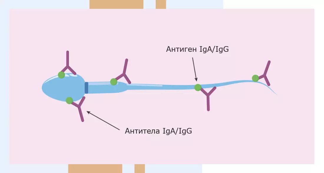 Антитела к сперматозоидам