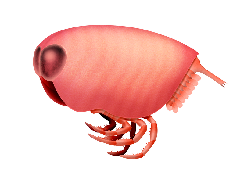 Concavicaris georgeorum, реконструкция Qohelet12