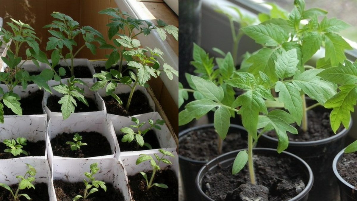 Разница очевидна: справа - рассада по дедовскому методу, слева - купленная в магазине