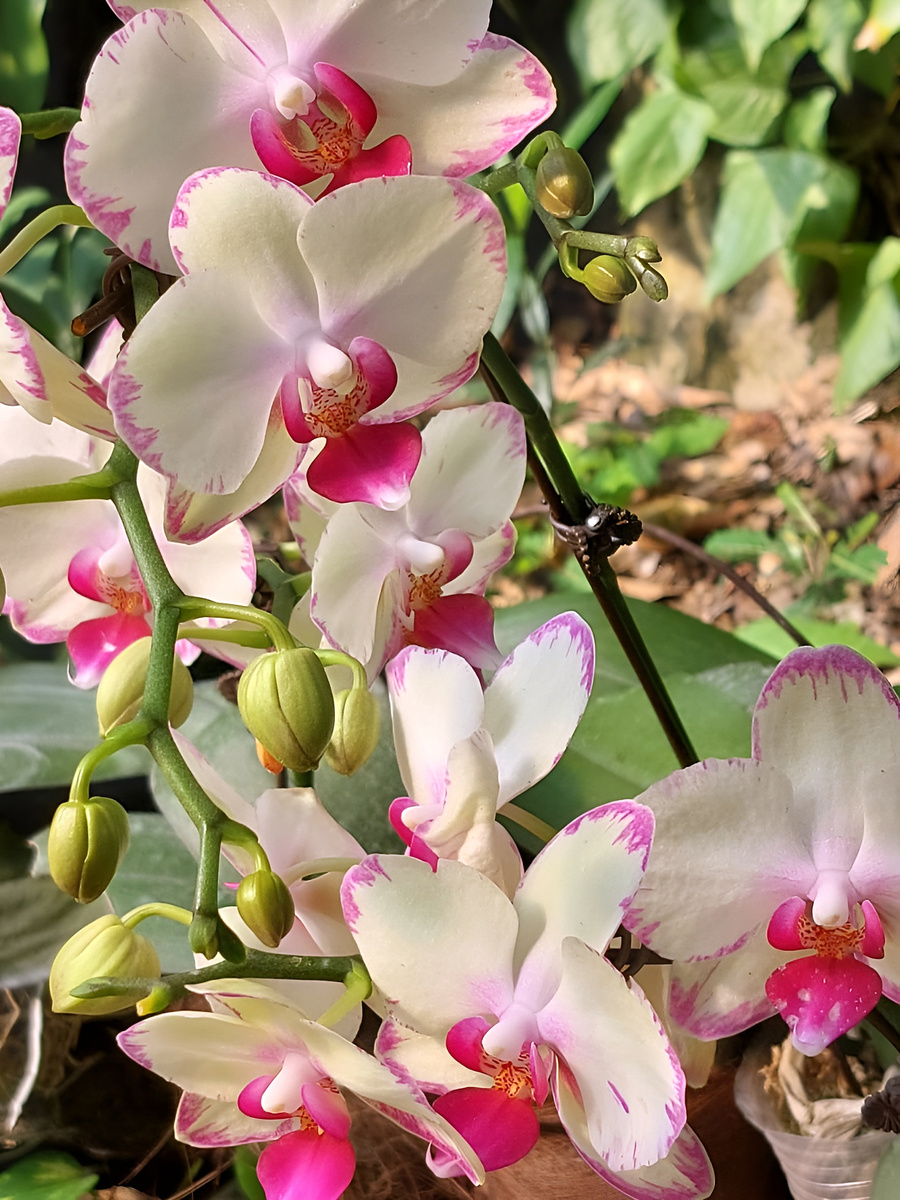 Долина орхидей в парке "Тропический рай". Остров Хайнань. Китай.