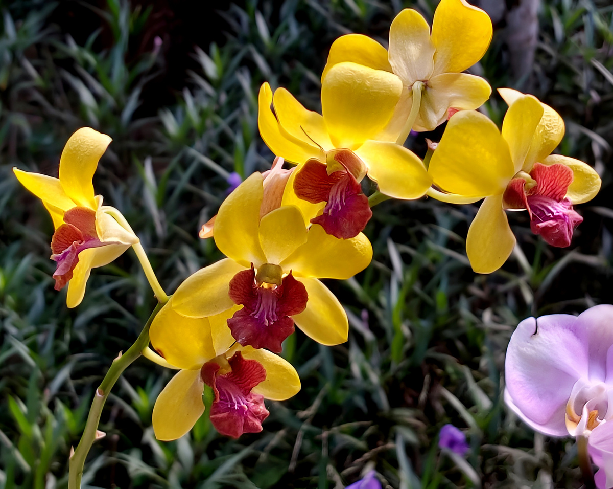 Парк "Тропический рай". Долина орхидей. Хайнань.