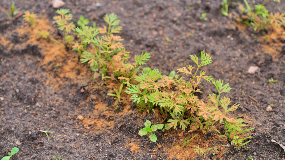 Табачная пыль. Фото: shutterstock.com