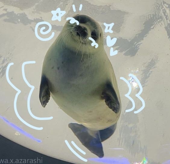 Тюлень в воде 