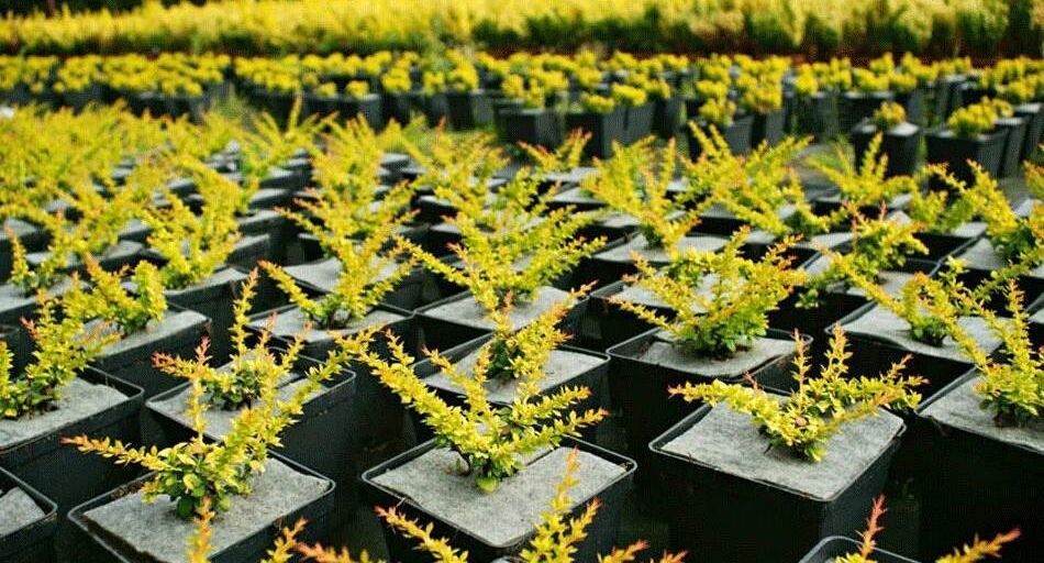    Пресс-служба Министерства сельского хозяйства и продовольствия Московской области