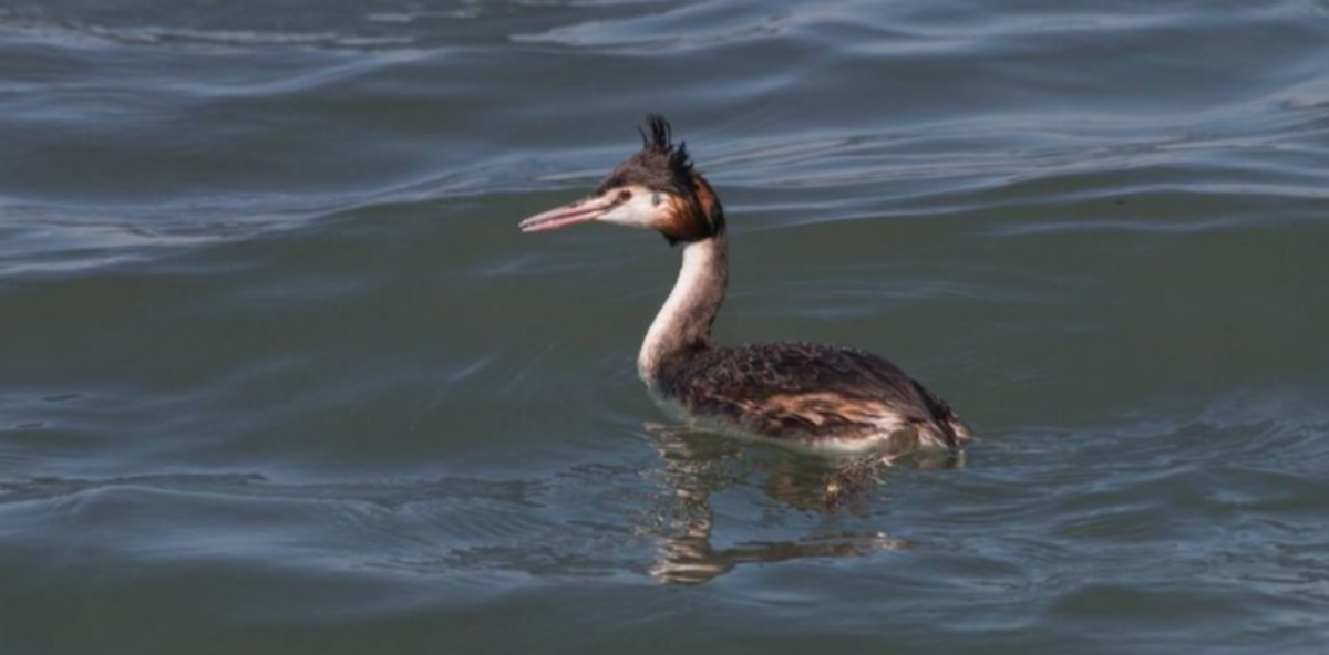 Фото: «АиФ Краснодар»